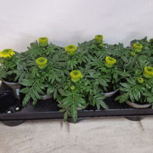 Tagetes Taishan Yellow Tagetes Yellow
(12 Plants/Order)(10.5cmP 25cmH)