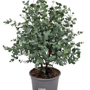 Eucalyptus gunnii Eucalyptus Gunnii Bush
(1 Plants/Order)(24cmP 65cmH)