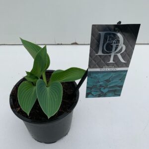 Hosta tardiana Halcyon Hosta 'Halcyon'
(8 Plants/Order)(13cmP 25cmH)