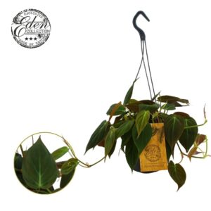 Philodendron Philodendron Micans 15cm HP
(5 Plants/Order)(15cmP 40cmH)