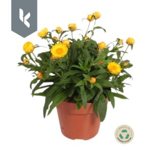 Xerochrysum bracteatum Crispy Yello Xerochrysum Bracteatum Crispy Yellow
(6 Plants/Order)(15cmP 30cmH)