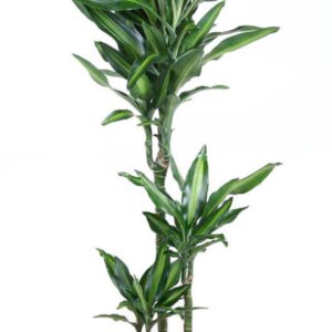 Dracaena Cintho Dracaena Cintho 60-30-15
(1 Plants/Order)(21cmP 120cmH)