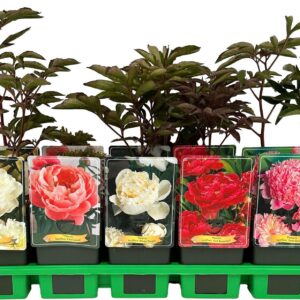 Paeonia Paeonia lactiflora mix laag P11
(10 Plants/Order)(11cmP 25cmH)