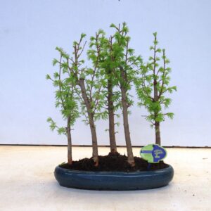 Pseudolarix amabilis Pseudolarix forest- group 5 stem
(2 Plants/Order)(35cmP 45cmH)