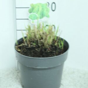 Panicum virgatum Heavy Metal Panicum virgatum 'Heavy Metal' P23
(1 Plants/Order)(23cmP 35cmH)