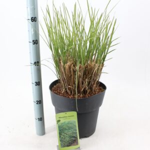 Miscanthus sinensis Gracillimus Miscanthus sin. 'Gracillimus'
(1 Plants/Order)(29cmP 55cmH)