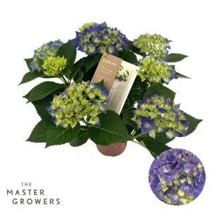 Hydrangea Hi Ocean Hydrangea H Everlast blue 5 + Flowers
(6 Plants/Order)(14cmP 40cmH)