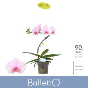 Phalaenopsis other pink (enkele ta Balletto Curl 1 spike
(3 Plants/Order)(12cmP 45cmH)