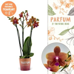 Phalaenopsis Bolgheri Parfum | Bolgheri | Phalaenopsis 3 spike
(10 Plants/Order)(12cmP 50cmH)