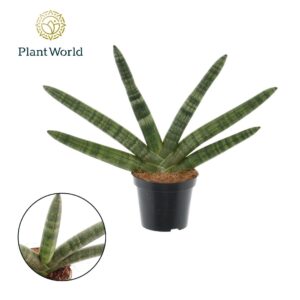 Sansevieria Cylindrica Sansevieria 'Skyline' P8,5
(12 Plants/Order)(8.5cmP 33cmH)