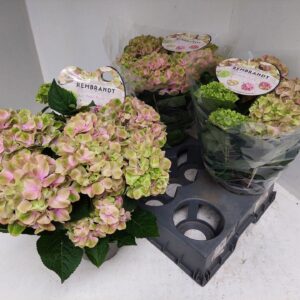Hydrangea Rembrandt Bella Pesche Bella Pesch salmon kleurig
(6 Plants/Order)(15cmP 40cmH)