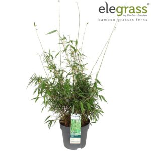 Fargesia robusta Pingwu Fargesia robusta 'Pingwu' P29
(1 Plants/Order)(29cmP 100cmH)