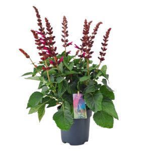 Salvia Salgoon Lake Flamingo Salvia salgoon Lake Flamingo p17 (NL)
(6 Plants/Order)(17cmP 50cmH)