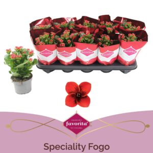 Kalanchoe blossfeldiana Fogo Kalanchoë Favorita Speciality Fogo
(10 Plants/Order)(10.5cmP 25cmH)