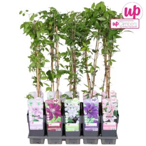 Clematis Clematis mix tray Big Headed P15
(10 Plants/Order)(15cmP 65cmH)