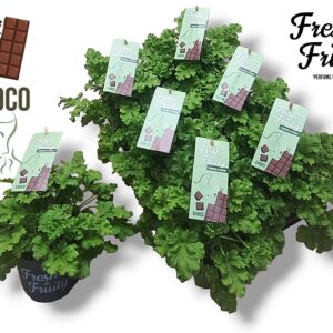 Pelargonium Welrieke Pel. Fresh&Fruity® Choco Fresh
(8 Plants/Order)(12cmP 20cmH)