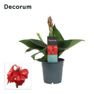 Canna Cannova Red Shades Canna Red Shades (Decorum)
(10 Plants/Order)(12cmP 30cmH)