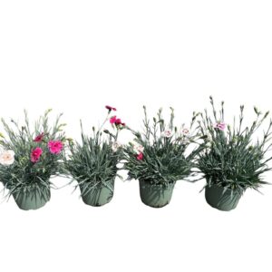 Carnation Carnation Whetman in Types
(1 Plants/Order)(19cmP 45cmH)
