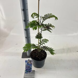 Albizia julibrissin Albizia julibrissin 'Summer Chocolate' PBR
(1 Plants/Order)(19cmP 55cmH)