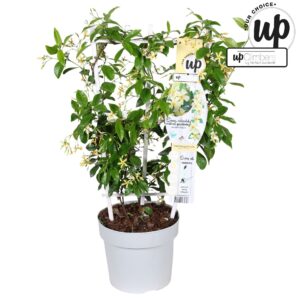 Trachelospermum jasminoides Star Of Trachelospermum Star of Toscana P19
(1 Plants/Order)(19cmP 70cmH)