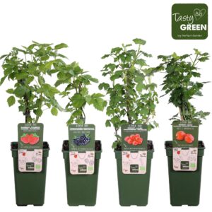 fruit trees and -heesters ov fruit mix tray bio P19 standaard
(6 Plants/Order)(19cmP 50cmH)