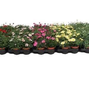 Argyranthemum other op Margriet Frutescens mix Layer
(12 Plants/Order)(10.5cmP 20cmH)