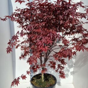 Acer palmatum Red Emperor Acer palmatum 'Red Emperor'
(1 Plants/Order)(43cmP 160cmH)