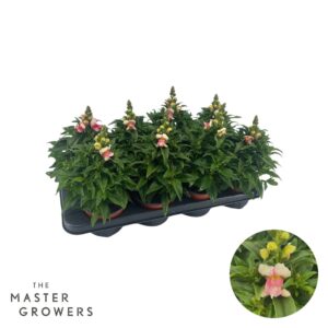 Antirrhinum majus other Antirrhinum majus bicolor pink
(8 Plants/Order)(12cmP 35cmH)
