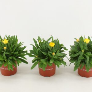 Bracteantha Dreamtime Yellow Bracteantha Dreamtime / strobloem Yellow
(9 Plants/Order)(12cmP 25cmH)