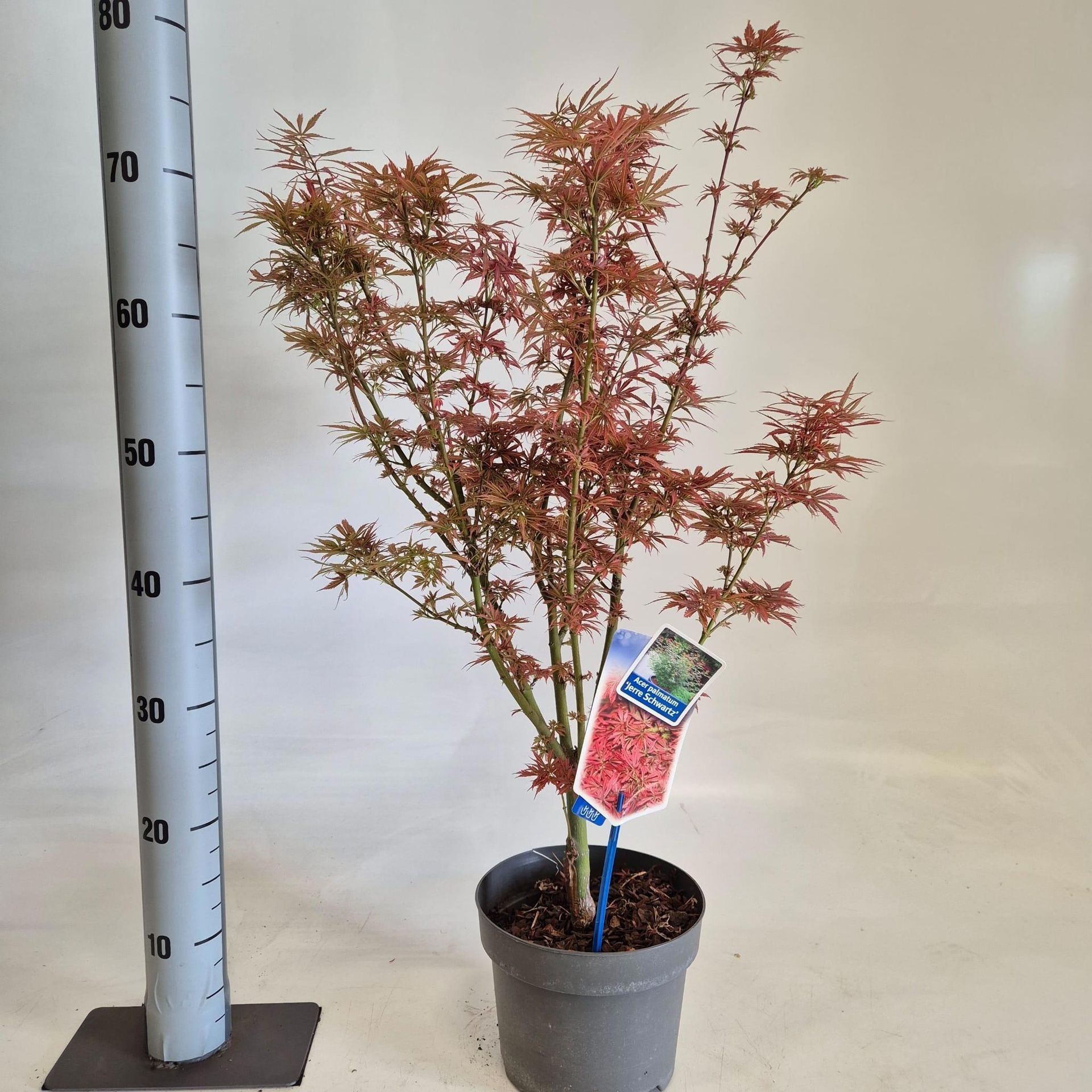 a16c3ee0-720f-4512-9722-bbb40f7d95b6.jpg