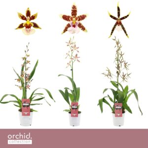 Cambria Cambria mix 1-spike
(6 Plants/Order)(12cmP 50cmH)