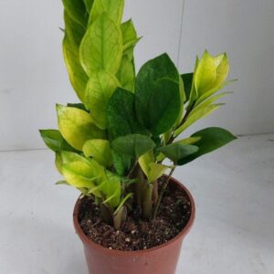 Zamioculcas zamiifolia Chameleon
(7 Plants/Order)(14cmP 35cmH)