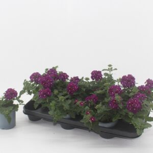 Verbena Lascar Burgundy Verbena burgundy
(12 Plants/Order)(10.5cmP 15cmH)