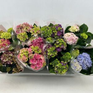 Hydrangea Hydrangea macr. 10cm Special mix 3+bloem
(8 Plants/Order)(10cmP 22cmH)