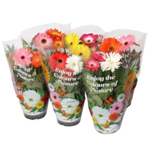 Gerbera Gerbera 3+bl 17cm patio getoefd 2 Colours per Pot
(6 Plants/Order)(17cmP 25cmH)