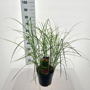 Miscanthus sinensis Red Cloud Miscanthus sin. 'Red Cloud'
(1 Plants/Order)(23cmP 70cmH)
