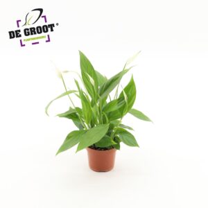 Spathiphyllum Alana Spathiphyllum Alana
(18 Plants/Order)(9cmP 30cmH)
