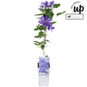 Clematis Clematis Big and Easy Blue - Lindsay P15
(10 Plants/Order)(15cmP 65cmH)