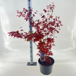 Acer palmatum Acer pal. 'Yezo nishiki'
(1 Plants/Order)(29cmP 80cmH)