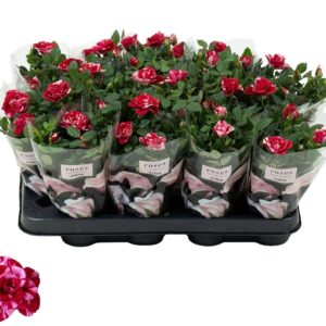 Rosa Gigi Parade Nolina Special Roses Ø 7 cm Gigi
(16 Plants/Order)(7cmP 20cmH)