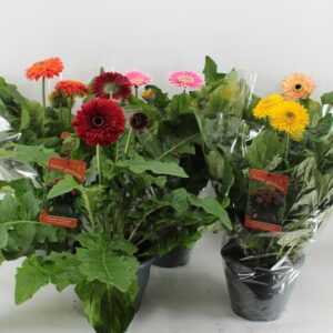 Gerbera Patio Gerbera XXL Patio mix
(3 Plants/Order)(19cmP 50cmH)