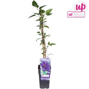 Clematis The Presiden Clematis The President P15
(10 Plants/Order)(15cmP 65cmH)