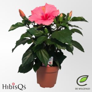 Hibiscus Adonis HibisQs® rosa-sinensis ‘Adonicus Pink’ p13
(8 Plants/Order)(13cmP 35cmH)