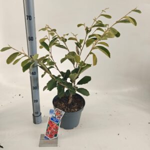Hamamelis x intermedia Diane Hamamelis int. 'Diane'
(1 Plants/Order)(23cmP 60cmH)