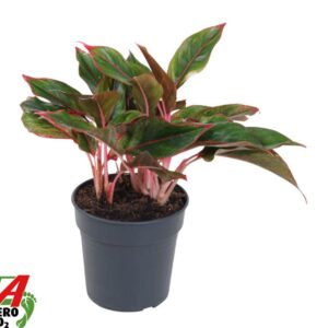 Aglaonema other Aglaonema Siam Red
(1 Plants/Order)(19cmP 60cmH)