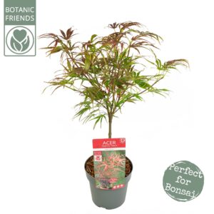 Acer palmatum Pevé Dave Acer palm. 'Pevé Dave'
(1 Plants/Order)(19cmP 65cmH)