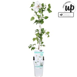 Clematis Clematis Big and Easy White - Guernsey Flute P15
(10 Plants/Order)(15cmP 65cmH)