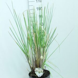 Cortaderia selloana Cortaderia selloana P29
(1 Plants/Order)(29cmP 100cmH)