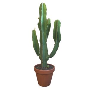 Euphorbia Ingens Euphorbia ingens 31 cm
(1 Plants/Order)(31cmP 110cmH)