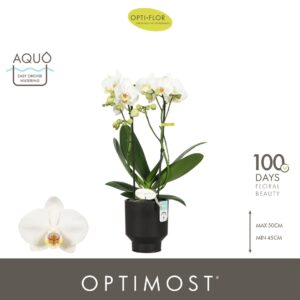 Phalaenopsis Multiflora Optimost Helios 2 spike in Emilia Dark Brown Aquo
(6 Plants/Order)(12cmP 45cmH)